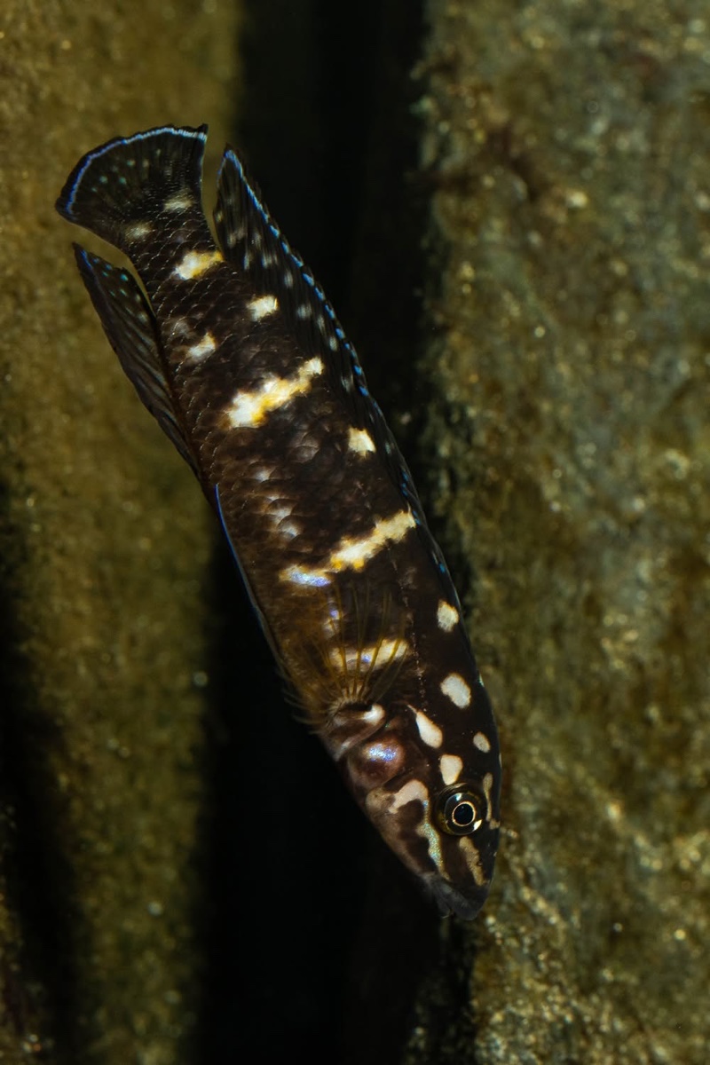 Julidochromis sp. 'transcriptus tanzania' Molwe